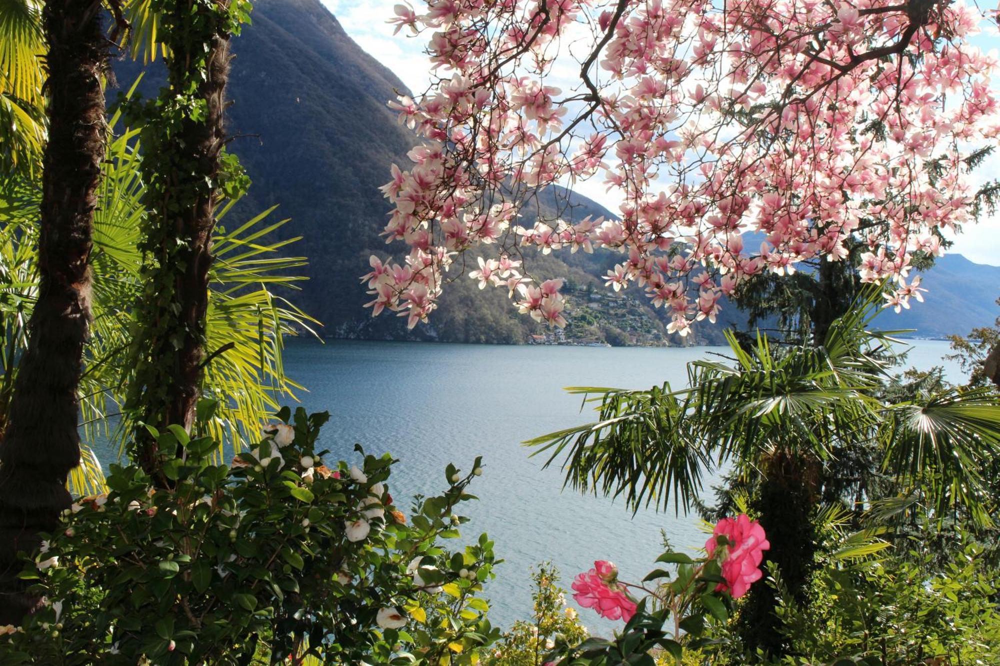 Barony Olive 2 Personen Mit Hund Apartment Lugano Bagian luar foto